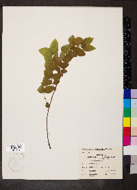 Symphoricarpos orbiculatus image