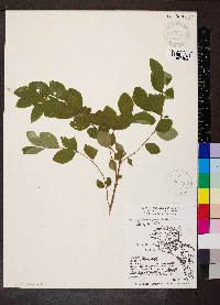 Symphoricarpos orbiculatus image