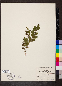 Symphoricarpos orbiculatus image