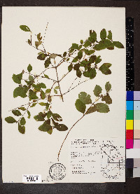 Symphoricarpos orbiculatus image