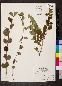 Symphoricarpos orbiculatus image