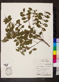 Symphoricarpos orbiculatus image