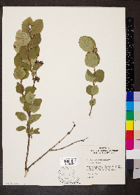 Symphoricarpos occidentalis image