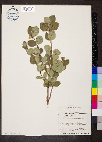 Symphoricarpos occidentalis image