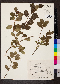 Symphoricarpos occidentalis image