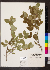 Symphoricarpos occidentalis image