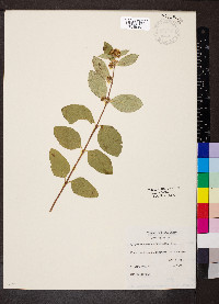 Symphoricarpos occidentalis image
