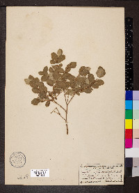 Symphoricarpos occidentalis image