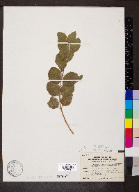 Symphoricarpos occidentalis image