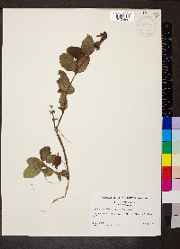 Symphoricarpos occidentalis image