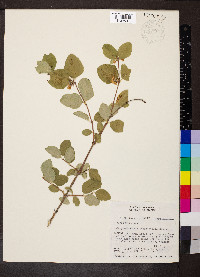 Symphoricarpos occidentalis image