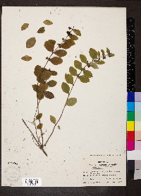 Symphoricarpos orbiculatus image