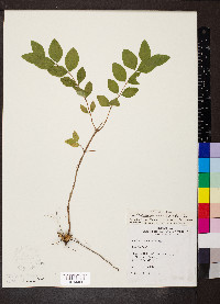 Symphoricarpos orbiculatus image