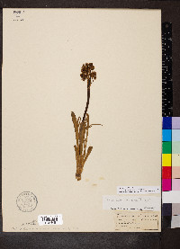 Valeriana edulis image