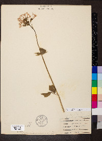 Valeriana pauciflora image