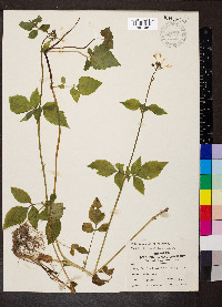 Valeriana pauciflora image