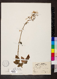 Valeriana pauciflora image