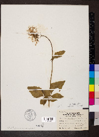 Valeriana pauciflora image