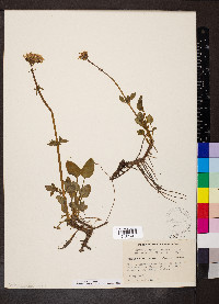 Valeriana acutiloba image