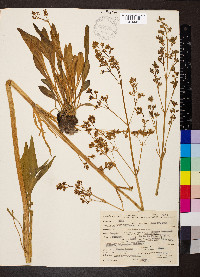 Valeriana edulis image