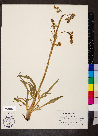 Valeriana edulis image