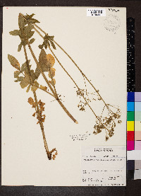 Valeriana occidentalis image