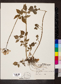 Valeriana pauciflora image