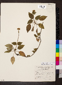 Valeriana subincisa image