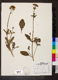 Valeriana officinalis image