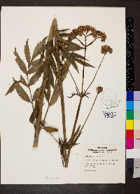 Valeriana officinalis image