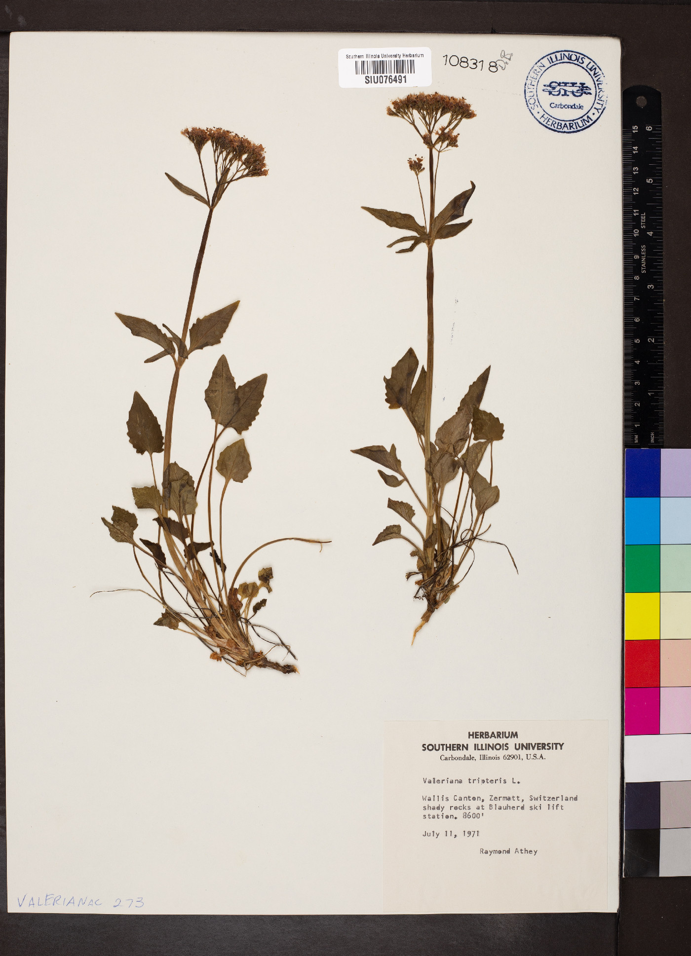 Valeriana tripteris image