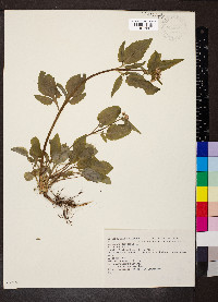 Valeriana tripteris image
