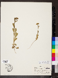 Valerianella amarella image