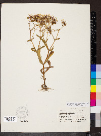 Valerianella longiflora image