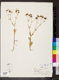 Valerianella longiflora f. longiflora image