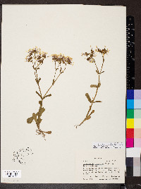 Valerianella longiflora f. longiflora image