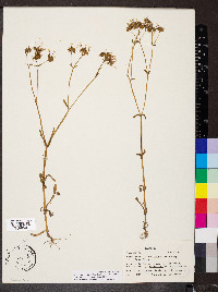 Valerianella longiflora f. longiflora image