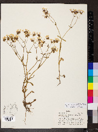 Valerianella longiflora f. longiflora image