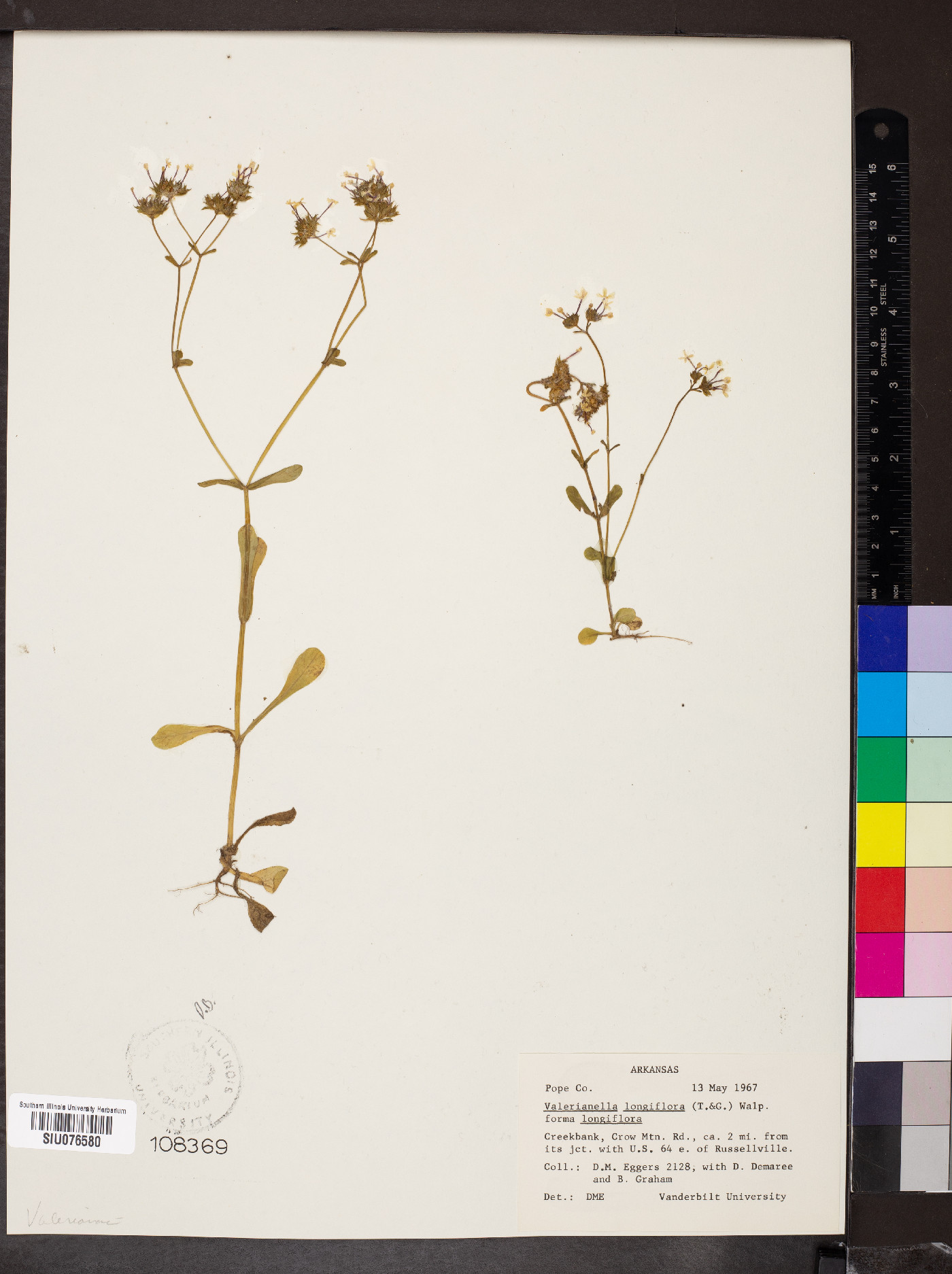 Valerianella longiflora f. longiflora image