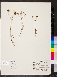 Valerianella longiflora f. longiflora image