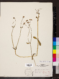 Valerianella chenopodiifolia image