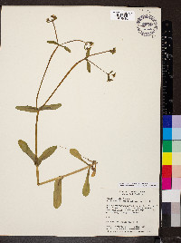 Valerianella chenopodiifolia image