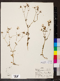 Valerianella ozarkana image