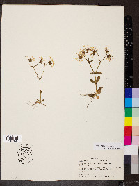 Valerianella ozarkana image