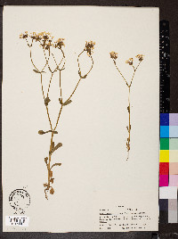 Valerianella ozarkana image