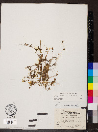Valerianella ozarkana image