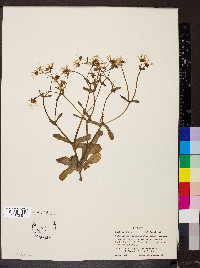 Valerianella ozarkana image