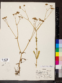 Valerianella patellaria image