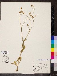 Valerianella patellaria image