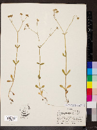 Valerianella patellaria image